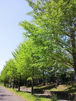 セリア、100均の観葉植物育ててる方☆