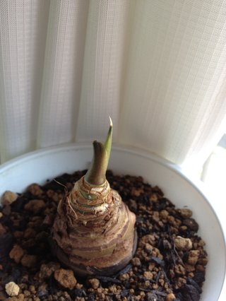 セリア、100均の観葉植物育ててる方☆