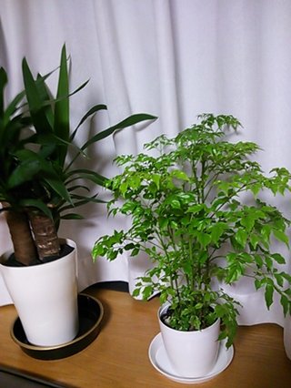 セリア、100均の観葉植物育ててる方☆