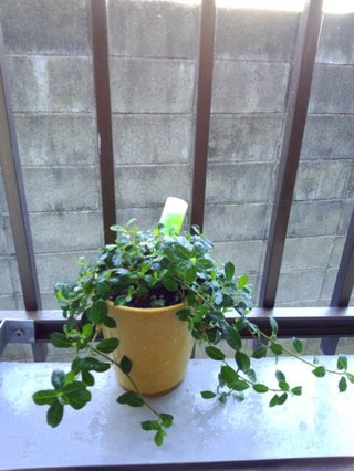 セリア、100均の観葉植物育ててる方☆