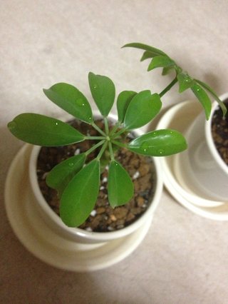 セリア、100均の観葉植物育ててる方☆