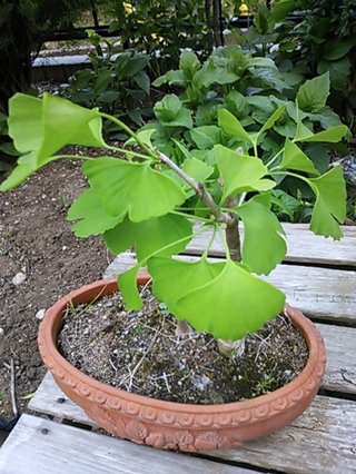 セリア、100均の観葉植物育ててる方☆