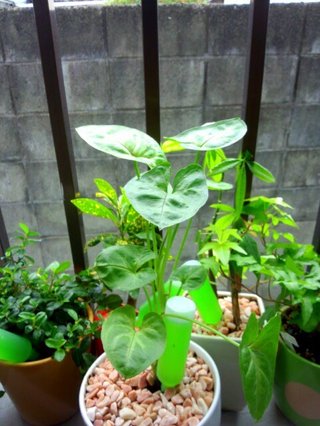 セリア、100均の観葉植物育ててる方☆