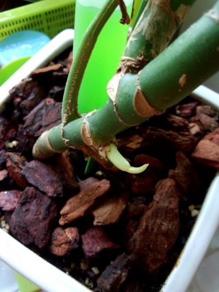 セリア、100均の観葉植物育ててる方☆