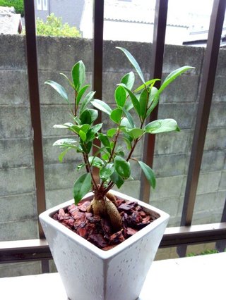 セリア、100均の観葉植物育ててる方☆