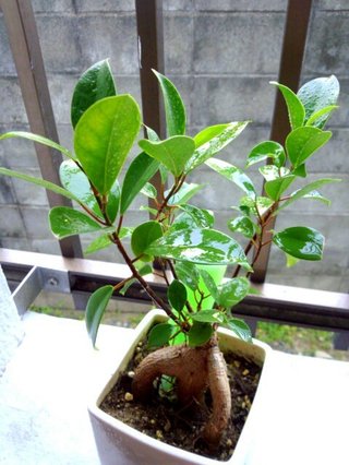 セリア、100均の観葉植物育ててる方☆