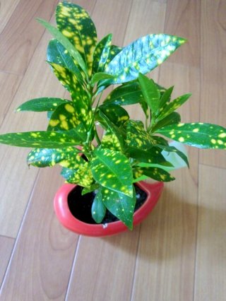 セリア、100均の観葉植物育ててる方☆