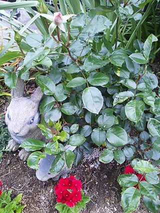 セリア、100均の観葉植物育ててる方☆