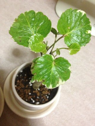 セリア、100均の観葉植物育ててる方☆