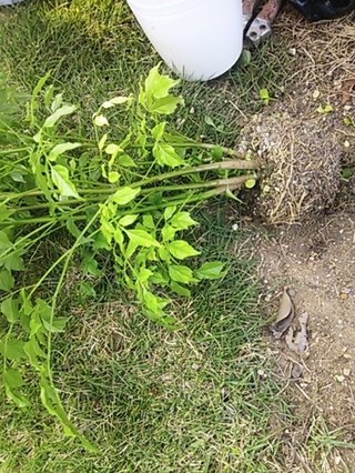 セリア、100均の観葉植物育ててる方☆