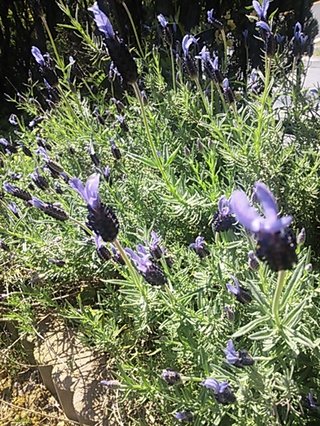 セリア、100均の観葉植物育ててる方☆