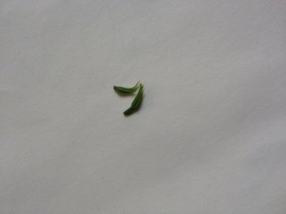 セリア、100均の観葉植物育ててる方☆