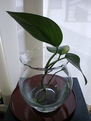 セリア、100均の観葉植物育ててる方☆