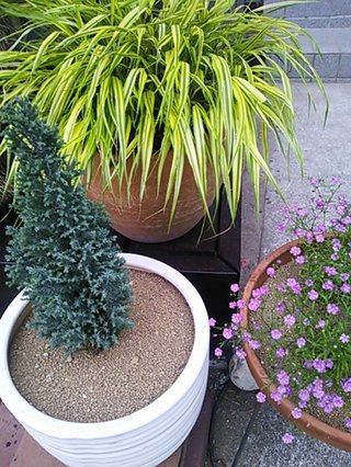 セリア、100均の観葉植物育ててる方☆