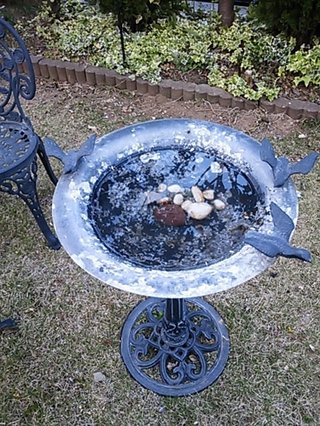 セリア、100均の観葉植物育ててる方☆