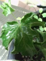 セリア、100均の観葉植物育ててる方☆