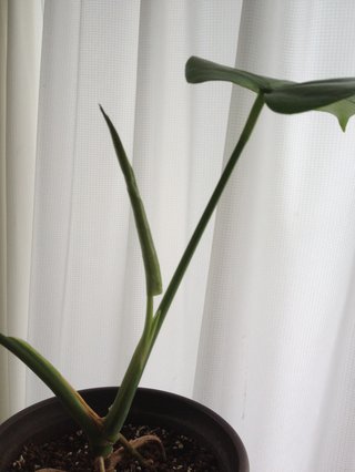 セリア、100均の観葉植物育ててる方☆