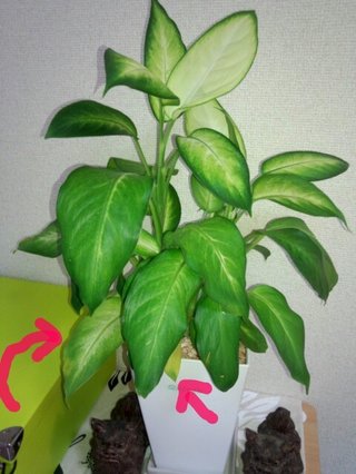 セリア、100均の観葉植物育ててる方☆