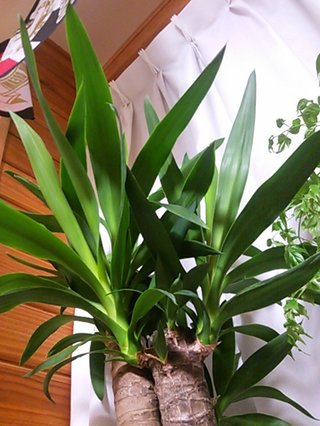 セリア、100均の観葉植物育ててる方☆