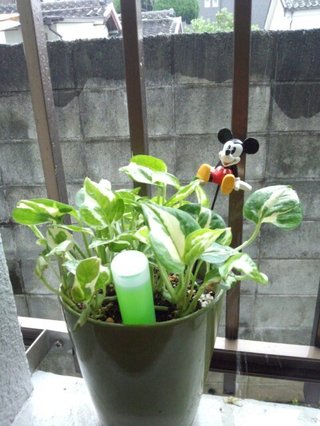 セリア、100均の観葉植物育ててる方☆