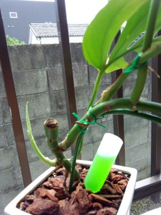 セリア、100均の観葉植物育ててる方☆