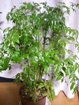 セリア、100均の観葉植物育ててる方☆