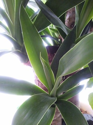 セリア、100均の観葉植物育ててる方☆