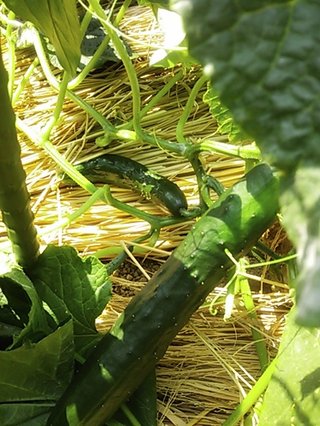 セリア、100均の観葉植物育ててる方☆