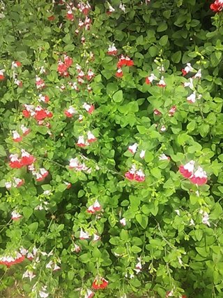 セリア、100均の観葉植物育ててる方☆