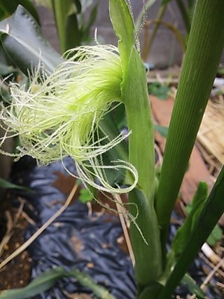 セリア、100均の観葉植物育ててる方☆