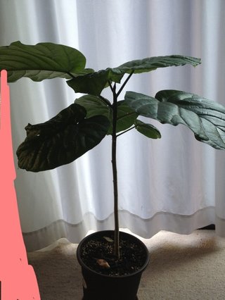 セリア、100均の観葉植物育ててる方☆