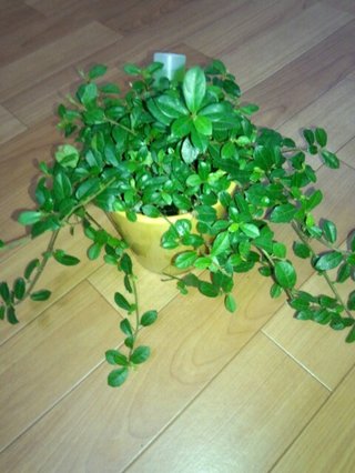 セリア、100均の観葉植物育ててる方☆