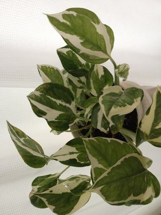 セリア、100均の観葉植物育ててる方☆