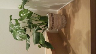 セリア、100均の観葉植物育ててる方☆