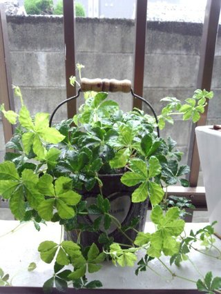 セリア、100均の観葉植物育ててる方☆