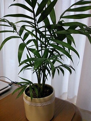 セリア、100均の観葉植物育ててる方☆