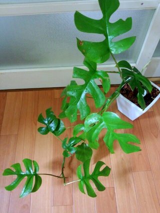 セリア、100均の観葉植物育ててる方☆