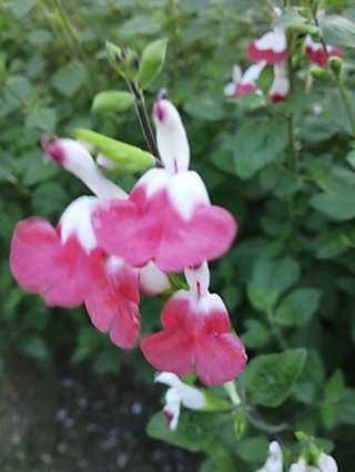 セリア、100均の観葉植物育ててる方☆