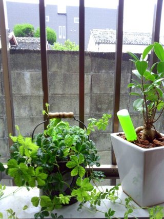 セリア、100均の観葉植物育ててる方☆