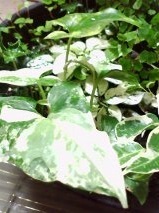 セリア、100均の観葉植物育ててる方☆