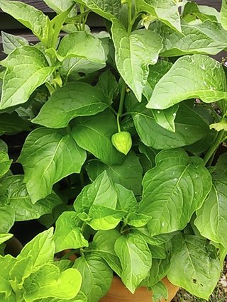 セリア、100均の観葉植物育ててる方☆