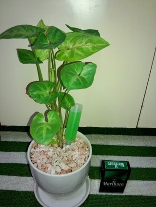 セリア、100均の観葉植物育ててる方☆