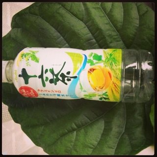 セリア、100均の観葉植物育ててる方☆