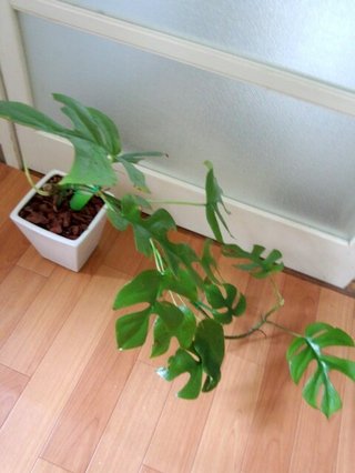 セリア、100均の観葉植物育ててる方☆