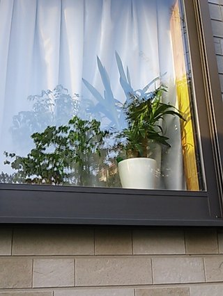 セリア、100均の観葉植物育ててる方☆