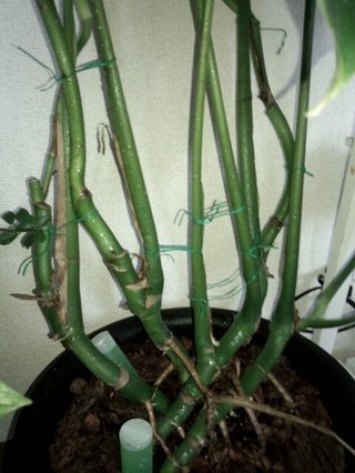 セリア、100均の観葉植物育ててる方☆