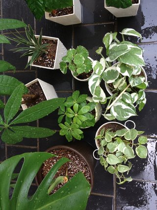 セリア、100均の観葉植物育ててる方☆