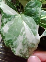 セリア、100均の観葉植物育ててる方☆