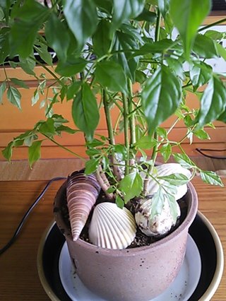 セリア、100均の観葉植物育ててる方☆