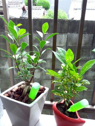 セリア、100均の観葉植物育ててる方☆